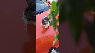 #SHORTS The Cat Minis wants food on the red car and gets angry at the other cat but has to run away