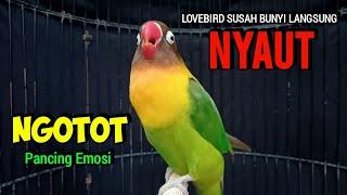 Suara Burung Lovebird Ngekek Panjang Tampil NGOTOT memancing Emosi lovebird  SUSAH BUNYI Jadi GACOR