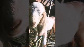 suara kambing lucu #shortvideo #babygoats #goat #youtubeshorts
