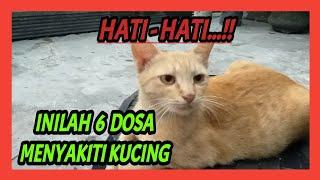 HATI-HATI MEMELIHARA KUCING  6 DOSA AKIBAT MENYAKITI KUCING