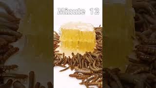 HONEY vs MEALWORMS #shorts