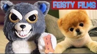 Feisty Pets vs. Real Animals Compilation Vol. 1