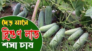 শসা চাষ - দেড় মাসে দ্বিগুণ লাভ  আধুনিক পদ্ধতিতে শসা চাষ  Cucumber Cultivation - Safollo Kotha