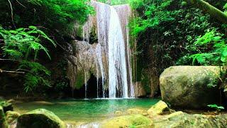 Goodbye Insomnia With Mountain Waterfall Sounds  Trickling Water Sounds in Forest for Sleeping