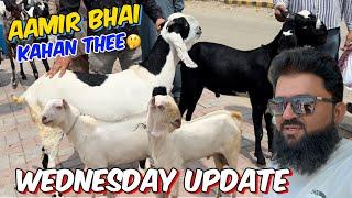 Wednesday Mandi update  desi Bakre  Kato mall  live deal  Lahore Bakra Mandi