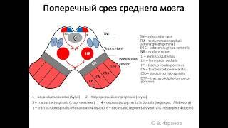 Средний мозг анимационная схема