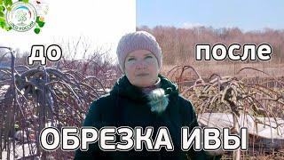 Обрезка плакучих деревьев. Ива козья Пендула. Ландшафтный дизайн своими руками.