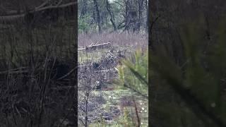 Couple of longbeard turkeys waiting out the rain