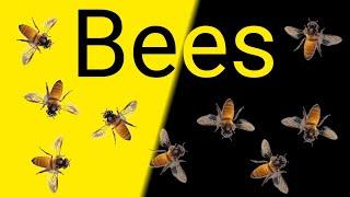 Bees