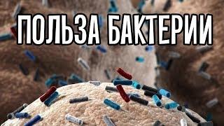 Польза бактерии важность микробного баланса