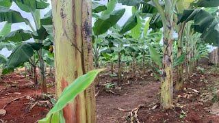 5 MONTHS OLD CAVENDISH BANANA PLANTATION. #banana