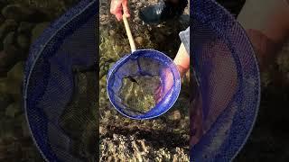 Tiny Tidepool Pufferfish