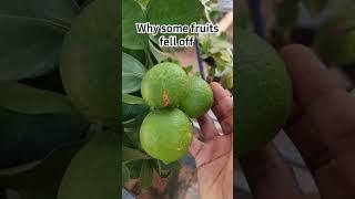 Many Baby Lemon Fruits  but some will fall off #fruittrees #lemon
