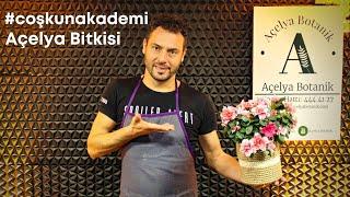 #CoşkunAkademi  Açelya Bitkisi  Bakımı Nasıl Yapılır?  Saksı değiştirmek gerekir mi?