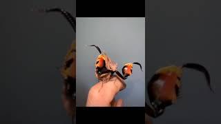 Mantis boxeadora bonita pero letal.