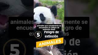 EL PANDA GIGANTE  en peligro de EXTINCIÓN