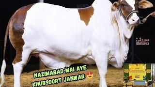 Surti Cattle Farm aur Shaikh Brothers k Khubsoorat Janwar  Qurbani 2024  Black Buffalo