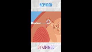 The Structure  & function of nephron