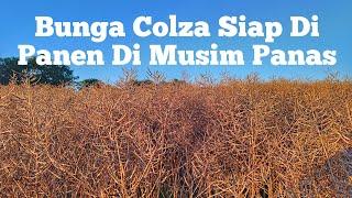 Bunga Colza Siap Di Panen Di Musim Panas