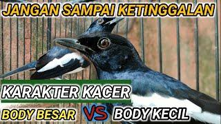 KELEBIHAN KACER BODY BESAR VS BODY KECIL PILIH MANA? DR KACER NEW