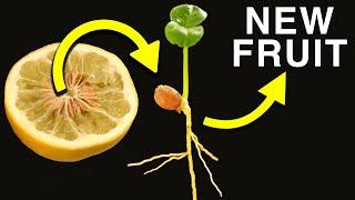 How New Citrus Varieties are Made