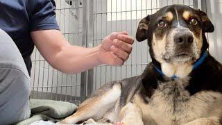 Watch this shelter dog melt the first time hes pet - family dumped him because they were moving 