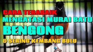 MURAI BATU BENGONG DAN KEMBANG BULU