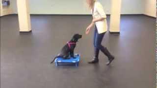 Puppy Training Recall and Place Command  K9 Connection Dog Training