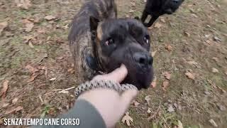 Huge male Cane Corso wants to cause trouble.
