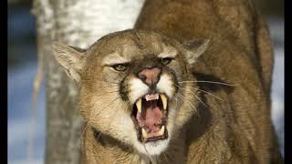 Interesting Facts about Cougars Mountain Lions