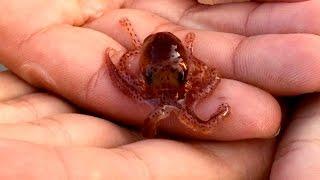 Adorable Baby Octopus Crawling on Hands