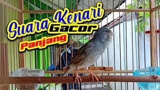 KENARI GACOR PANJANG BUAT PANCINGAN PAUD AGAR CEPAT GACOR