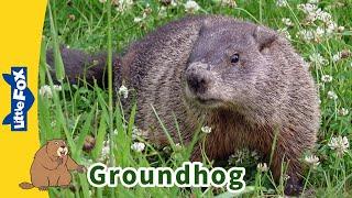 Meet the Animals  Groundhog  Rodents  Wildlife Animals  Groundhog Day Kindergarten
