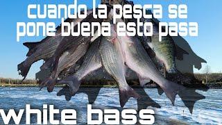 INCREIBLE pesca de white bass fishing en el lago truman missouri ESTADOS UNIDOS
