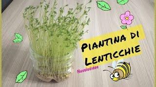 Tutorial Piantina di Lenticchie. Super Economica e facile da realizzare.