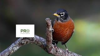 American Robin Bird Sound - Bird Call