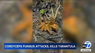 Zombie fungus that inspired The Last of Us attacks kills tarantula