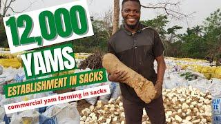 COMMERCIAL YAM FARMING IN SACKS  Step by step process how to plant yam in bags 12000 yams in sack