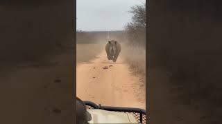 They were chased by a rhino on safari #rhino #safari #africa #animal #tiktok cdwildlyafrica