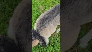 Help my dogs are stuck together what to do when your mating  dogs get tied  together part 1