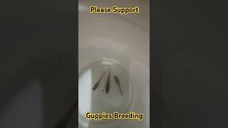 Guppy Fish Breeding my Home. #fish #guppy #guppybreeding #guppyfish #guppy #breeding #guppylovers