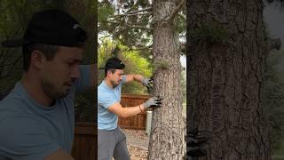 ASMR Massage Turning a Tree into a Book