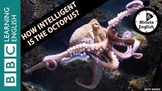 How intelligent is the octopus? 6 Minute English