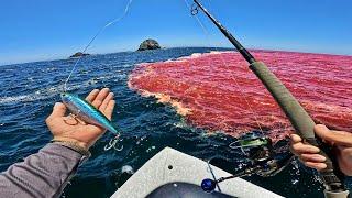 JAMÁS HABÍA VISTO EL MAR ASÍ  Pesca en Marea Roja