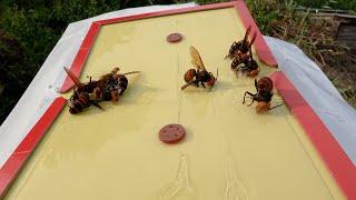 Outsmarting the Giant Hornets Beekeepers Innovative Method to Protect Honeybees