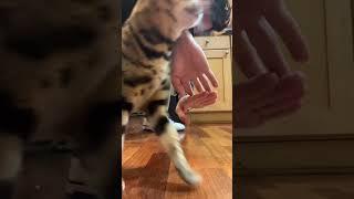 Bengal cat learned to jump through arms