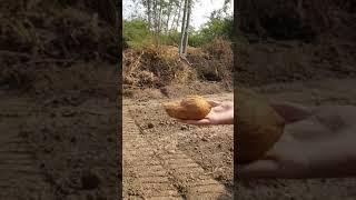 Dowsing An Ancient technique to find ground water Live on Camera