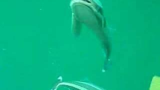 Two Remora Fish Attempt to Attach to a Scuba Diver