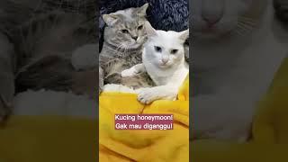 Kalo udah urusan cinta-cintaan Jangan coba-coba ganggu #catlovers #viraltiktok #fypシ