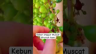  #fruits #muscat #grape #plangioliver #vlogspanyol